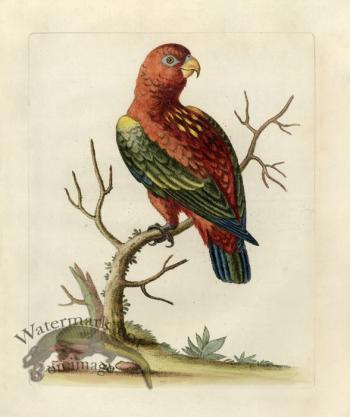 Edwards Parrot 24.jpg